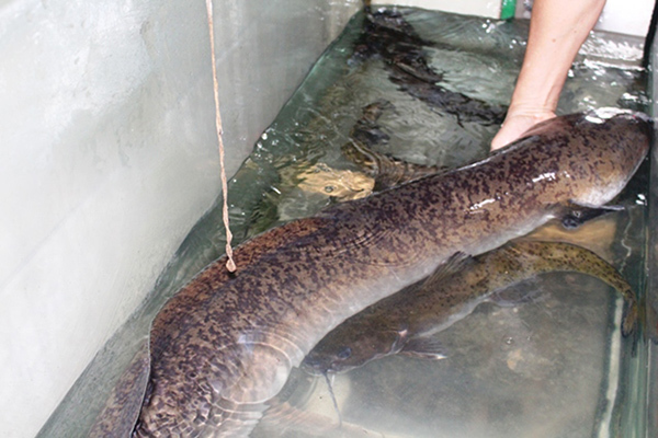 Bắt được cá lệch nặng 16kg trên sông Lam ở Nghệ An