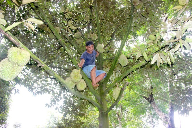 Biệt đội 'gõ' sầu riêng