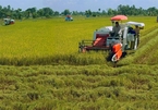 Vietnamese rice industry needs technology in preservation and processing