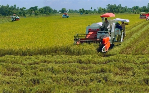 Vietnamese rice industry needs technology in preservation and processing