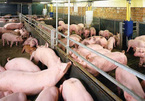 Vietnam, top 5 in pig husbandry, imports pork in large quantity