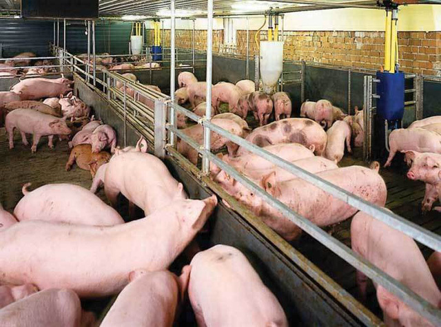 Vietnam, top 5 in pig husbandry, imports pork in large quantity