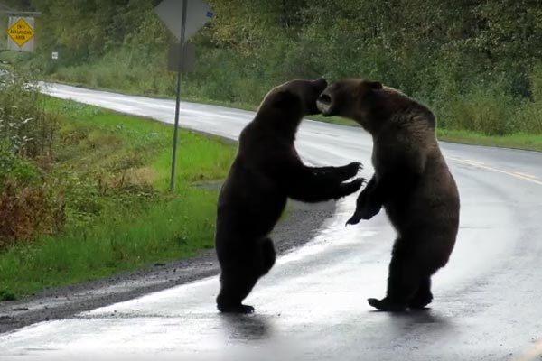 Phát hoảng vì gặp cặp gấu đại chiến giữa đường