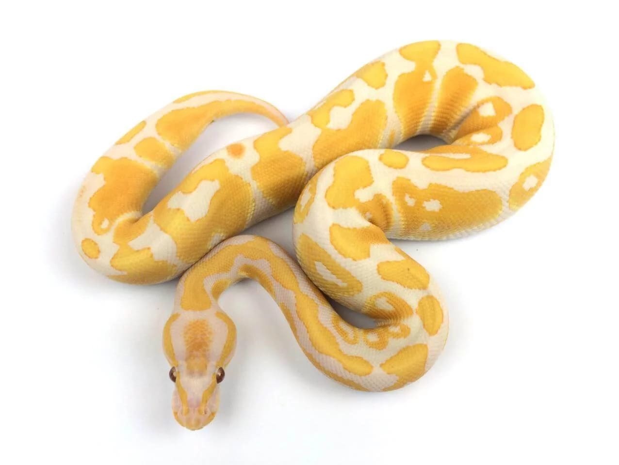 Sở thích khác người của giới tỷ phú: nuôi con “kỳ dị” có giá trên trời