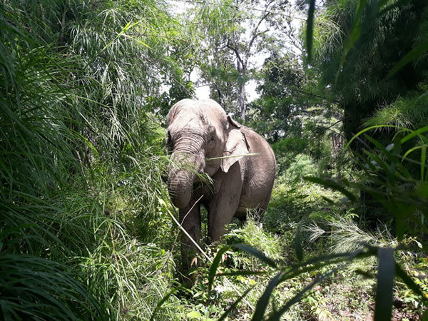 GPS tracking launched to monitor wild elephants in Dak Lak