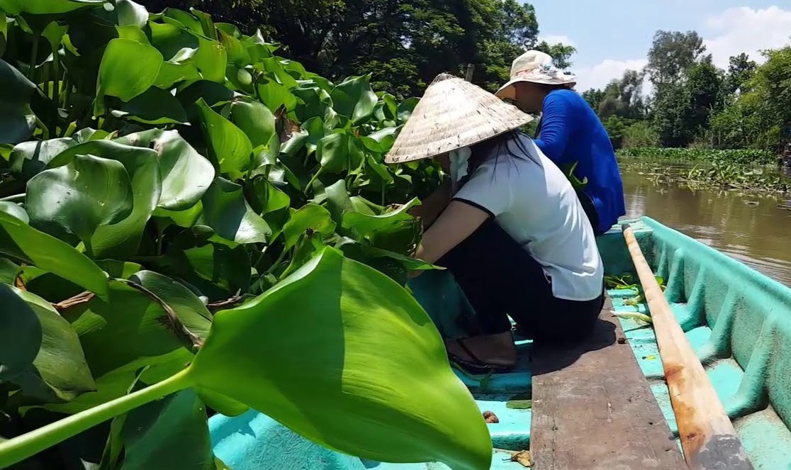 Chuyện lạ Hậu Giang: Dân bỏ rau nhút quay ra trồng... bèo dại