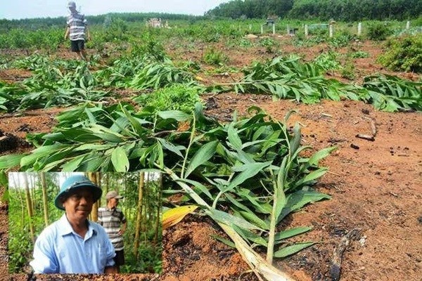 Phó chủ tịch xã đùng đùng dẫn đoàn đi 'bức tử' hàng ngàn cây keo rồi nhận sai
