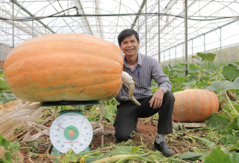 Quả bí ngô siêu to khổng lồ nhất Việt Nam: Nặng 126,6kg, cao 1,2m