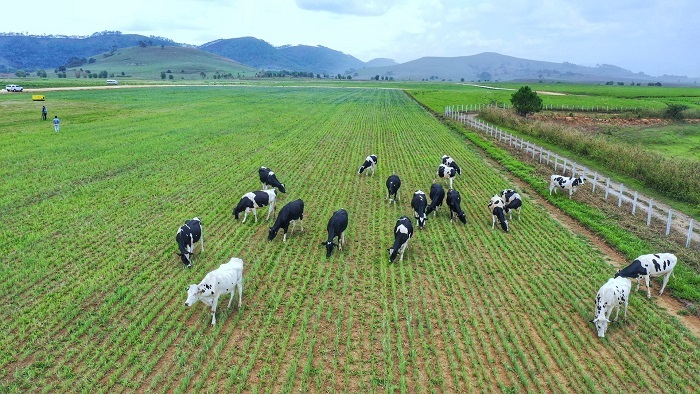 Hàng Việt Nam và hàng sản xuất tại Việt Nam, tranh cãi vì quá rối