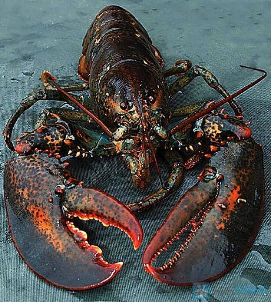 Tôm Hùm Alaska Sống  Lobster Bay