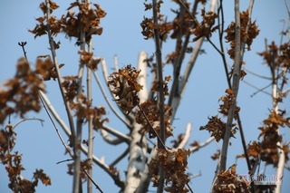 Hanoi's red maple trees project a failure