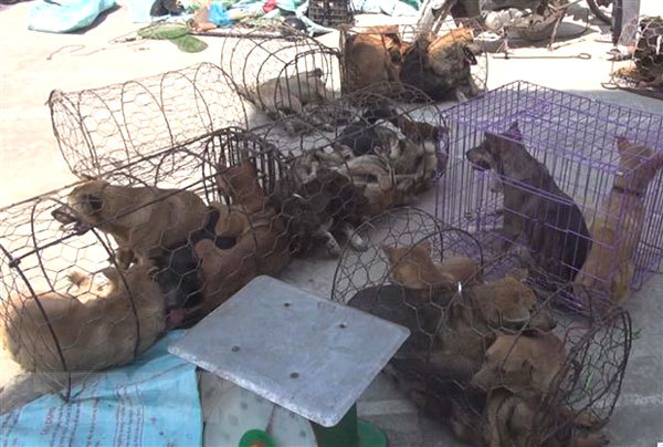 Thanh Hoa dog-theft ring under investigation