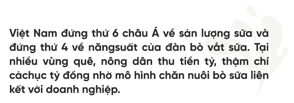 bò sữa,trang trại bò,tỷ phú nông dân,chăn nuôi bò sữa,Nông trường Mộc Châu,làng tỷ phú