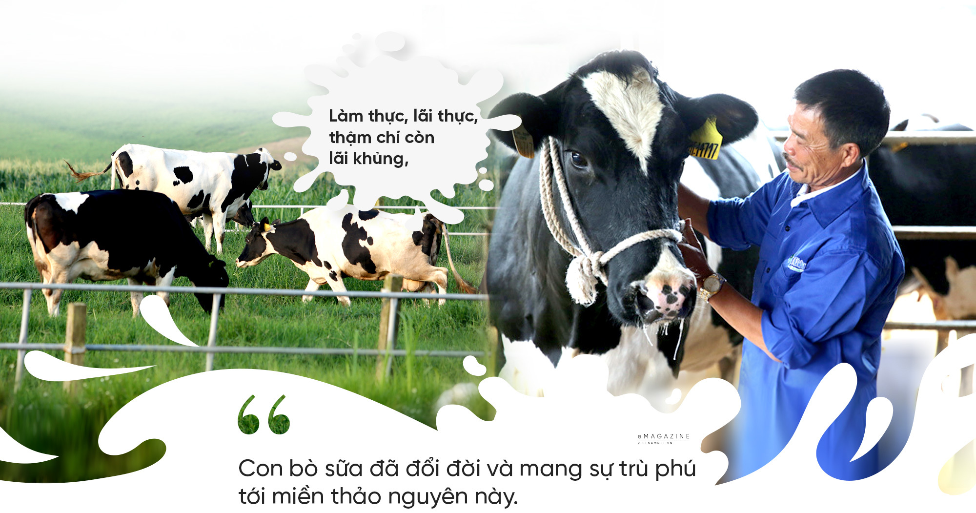 bò sữa,trang trại bò,tỷ phú nông dân,chăn nuôi bò sữa,Nông trường Mộc Châu,làng tỷ phú