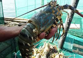 Tôm hùm bị rớt giá một nửa tại Phú Yên