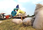 Thailand’s rice subsidy program may affect Vietnam: rice operators