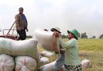 China no longer largest buyer of Vietnam rice