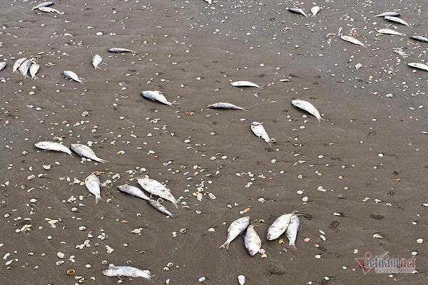 Cá chết trôi dạt gần 4km bờ biển Hà Tĩnh