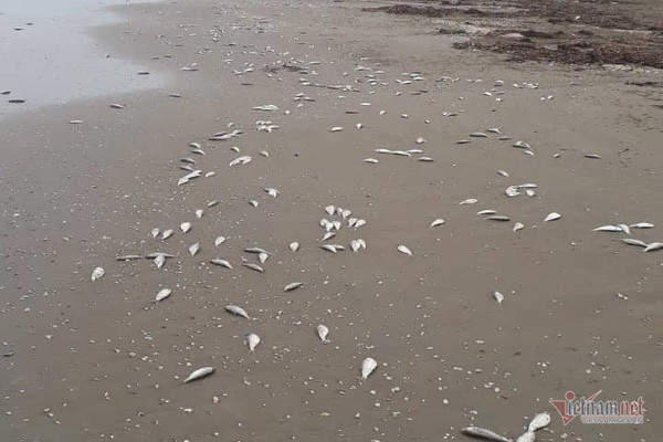 Cá chết trôi dạt gần 4km bờ biển Hà Tĩnh