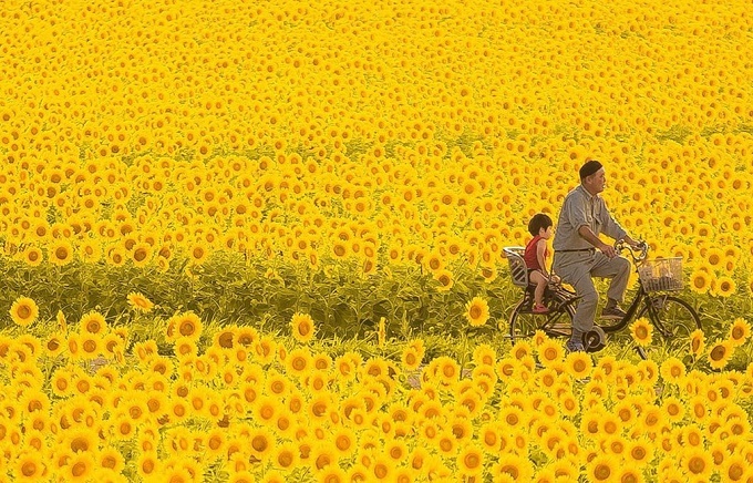 Cánh đồng hoa hướng dương triệu bông ở Nhật đẹp như tranh vào mùa thu