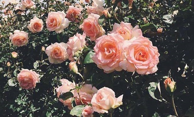 Vợ còn dấu hiệu trong trắng nhưng rất thành thạo chuyện gối chăn