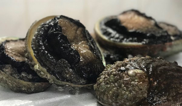 Đặc sản bào ngư viền đen có giá tiền triệu mà không dễ mua