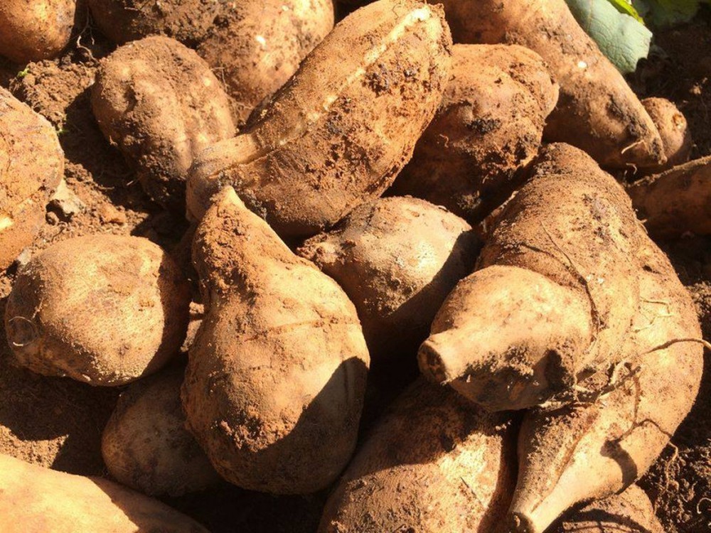 Sâm đất đại bổ mà rẻ như khoai lang, chỉ 15.000 đồng/kg tại vườn