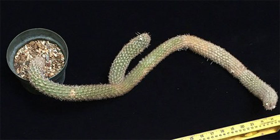 Loại cây mọc dại ở Việt Nam không ngờ lại có giá tiền tỷ tại cửa hàng này