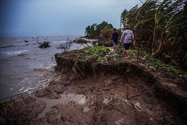 Ca Mau Province takes steps to prevent erosion