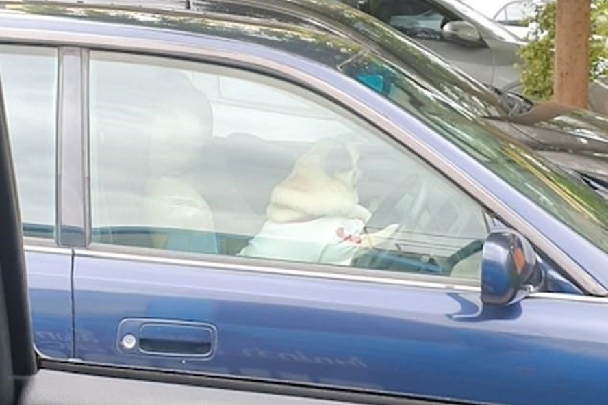 Chó cưng bấm còi xe ô tô giục chủ vì ra ngoài quá lâu