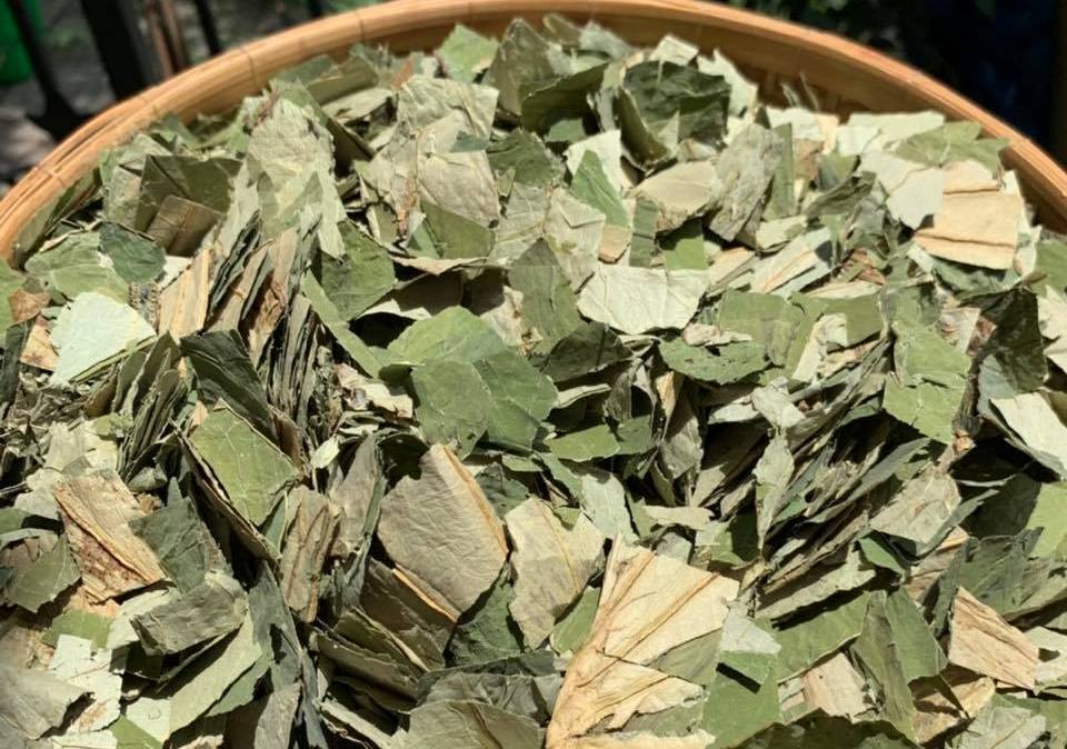 Loại lá mọc tràn ao bùn Việt Nam, 400 ngàn/kg, chị em ưa dùng để giữ eo