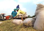 Thai policy on rice subsidy is double-edged sword for Vietnam