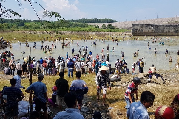 Thủy điện ngưng xả lũ, trăm người đua nhau bắt cá khủng