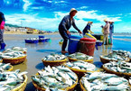 Vietnam’s seafood falls in grades because of IUU yellow card
