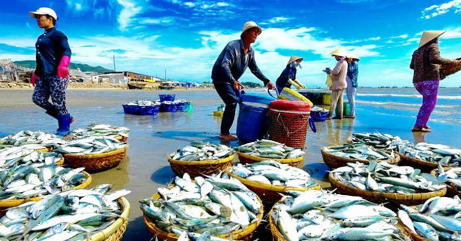 Vietnam’s seafood falls in grades because of IUU yellow card