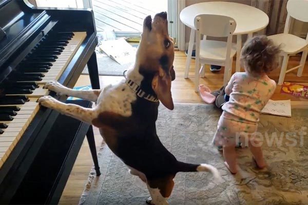 Chú chó gây kinh ngạc, vừa tự chơi piano vừa 