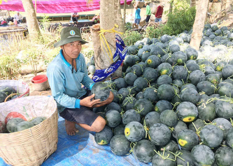 Anh nông dân giúp cả xóm thoát nghèo bằng mô hình “2 lúa, 1 màu”