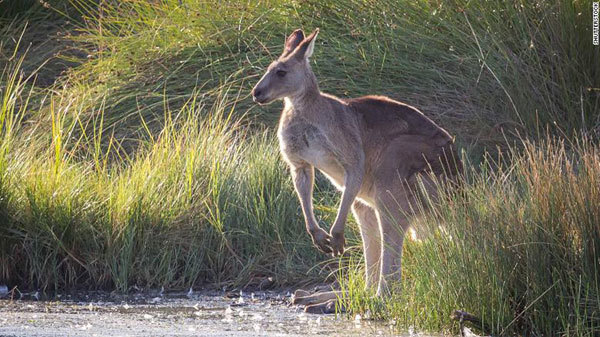 Kangaroos to be turned into pet food in Australian 'harvesting' program