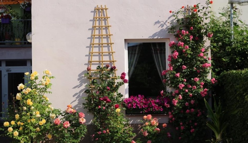 Xốn xang với vườn hoa hồng rộng bát ngát đẹp như cổ tích của mẹ Việt ở Đức