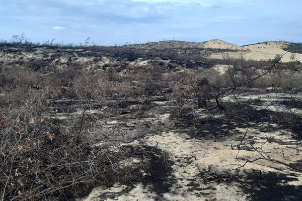 140ha rừng phi lao bị đốt, chặt: Bình Định tạm dừng nhà máy phong điện