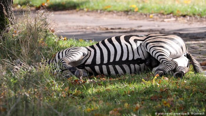 Zebra shot dead after causing accident on German autobahn