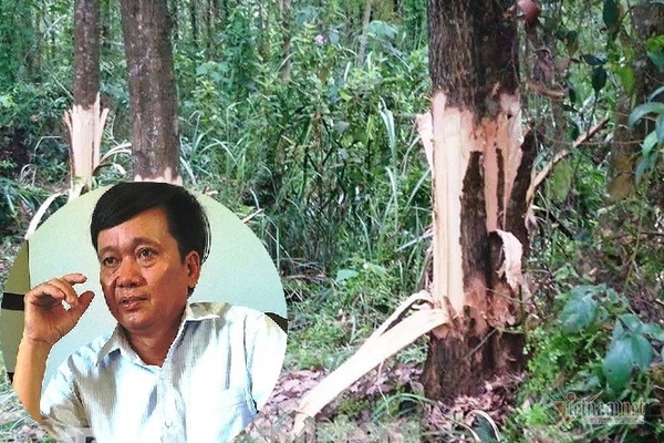 Bí thư xã ở Thừa Thiên Huế chỉ đạo gọt chết cây của dân xin thôi chức
