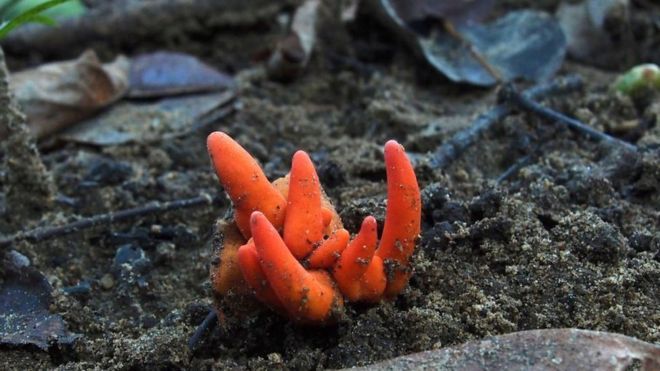Poison fire coral: Deadly Asian fungus detected in Australia