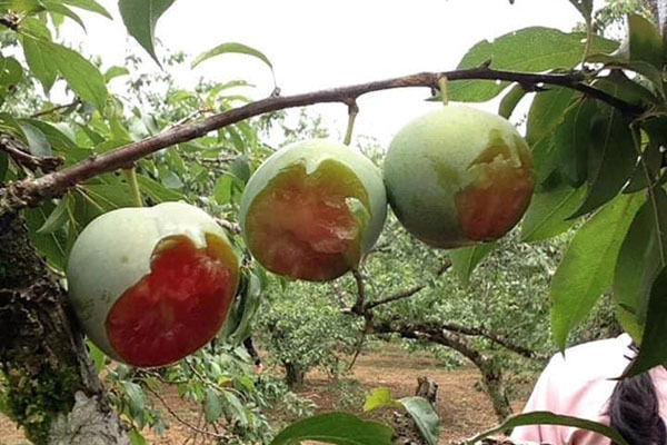 Ăn mận trên cây, luộc trứng rùa quý hiếm rồi khoe chiến tích lên mạng