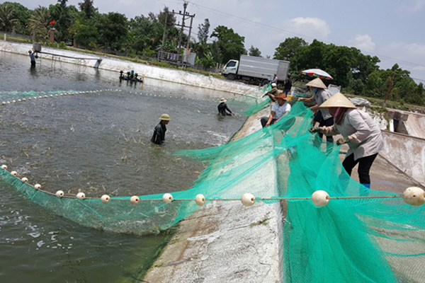 Quảng Ninh phát huy thế mạnh ngành thủy sản