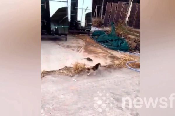 Ngược đời cảnh chuột rượt đuổi mèo chạy té khói