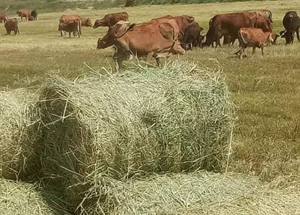 Rơm khô khan hiếm đắt đỏ, thương lái gom tận ruộng