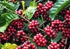 Vietnamese coffee industry seeking growth through EU trading pact
