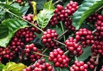 Coffee stockpiling recommended for Vietnam due to low prices