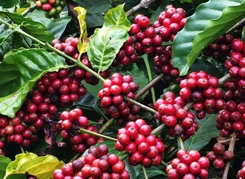 Vietnam coffee exports down in 9 months